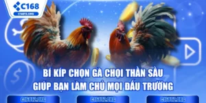 Bí Kíp Chọn Gà Chọi Thần Sầu Giúp Bạn Làm Chủ Mọi Đấu Trường
