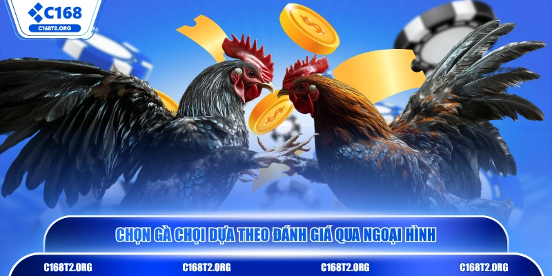 Chọn gà chọi dựa theo đánh giá qua ngoại hình