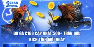 Đá Gà C168 Cập Nhật 500+ Trận Đấu Kịch Tính Mỗi Ngày